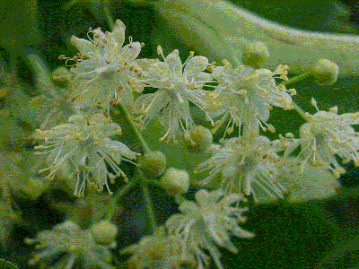 [Lindeboom]